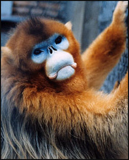 20080318-golden moneky cbcf. primate infoe net.jpg